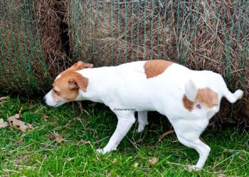 Pourquoi chien lève patte fait pipi