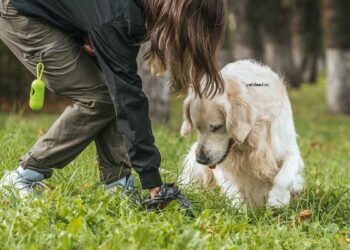 Pourquoi un chien mange-t-il ses propres excréments