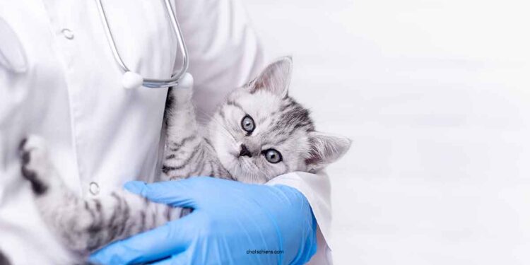 Santé des chats