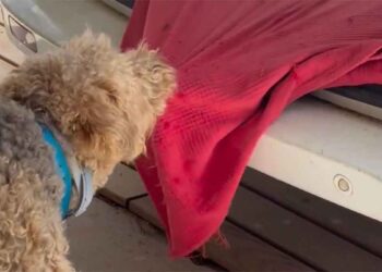 Un chien dit au revoir à son ami de longue date