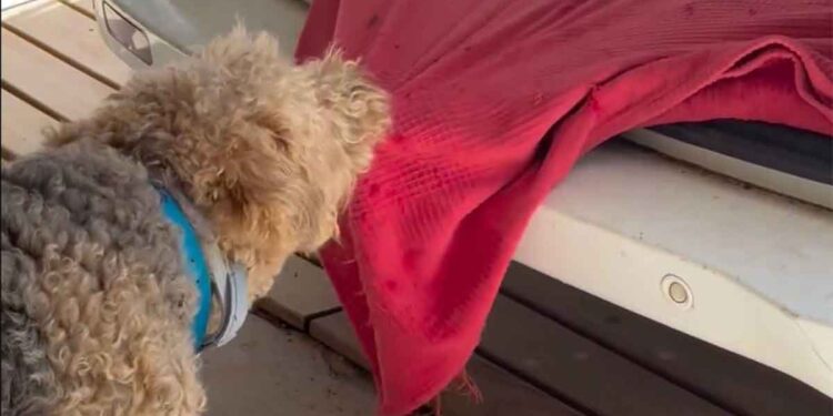 Un chien dit au revoir à son ami de longue date