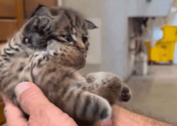 Un randonneur pensait avoir sauvé un petit chaton