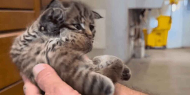 Un randonneur pensait avoir sauvé un petit chaton