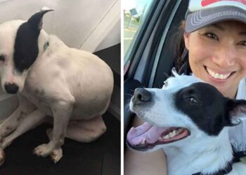 Une femme qui a peur des chiens en adopte un qui a peur des gens