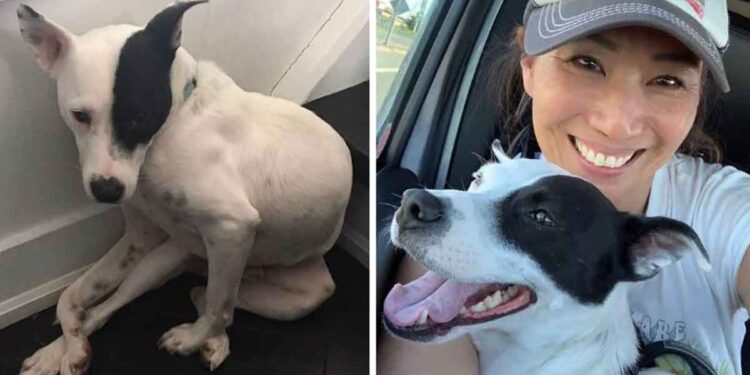 Une femme qui a peur des chiens en adopte un qui a peur des gens