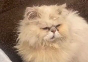 chat a disparu il y a 9 ans