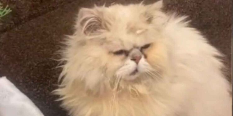 chat a disparu il y a 9 ans