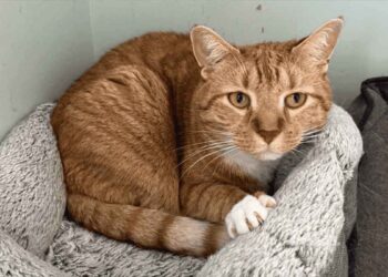 chat confié refuge famille eu chiot