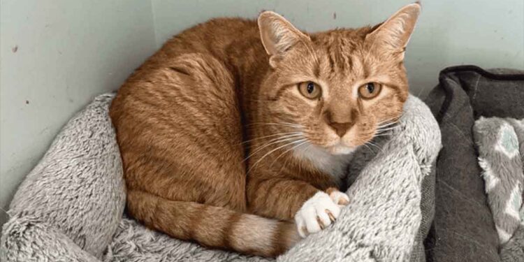 chat confié refuge famille eu chiot