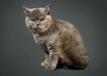 Mon chat piqué par une abeille ou une guêpe ? Ce que vous devez savoir et comment prévenir les futures piqûres 7 chat piqué par une abeille ou une guêpe