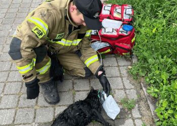 chat tombé eau commencé se noyer