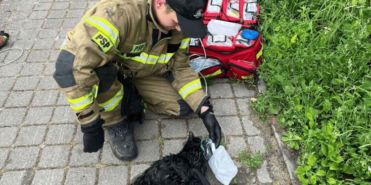 chat tombé eau commencé se noyer