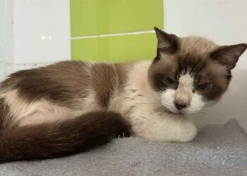 chat trois pattes 11 ans condamné euthanasie