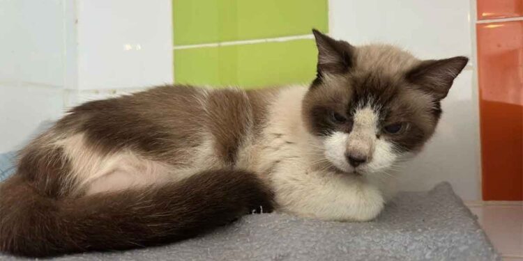 Paris : Un chat à trois pattes de 11 ans a été condamné à l'euthanasie. Les propriétaires n'en voulaient plus 1 chat trois pattes 11 ans condamné euthanasie