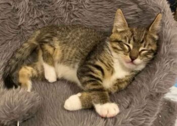 chaton patte courte mène secours famille