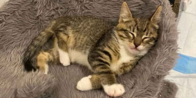 chaton patte courte mène secours famille