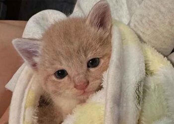 chaton trouvé rue n arrêtait pas de pleurer