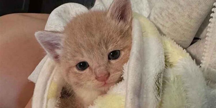 Un chaton trouvé dans la rue n'arrêtait pas de pleurer. Il a enfin trouvé du réconfort 1 chaton trouvé rue n arrêtait pas de pleurer