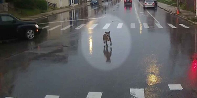 chien courait dans une rue dangereuse