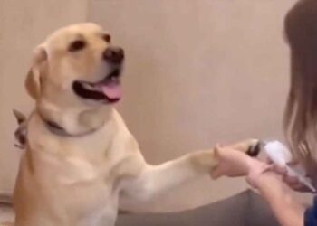 chien mérite Oscar réagit coupe griffes