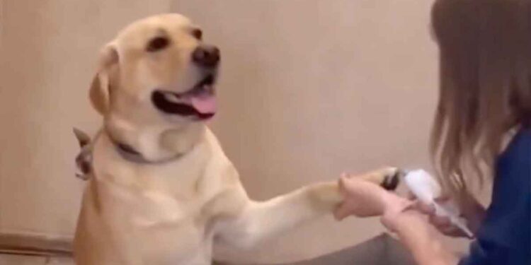 Ce chien mérite un Oscar. Voici comment il réagit quand on lui coupe les griffes 1 chien mérite Oscar réagit coupe griffes
