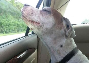 chien sentit pourquoi allait chez le vétérinaire cette fois