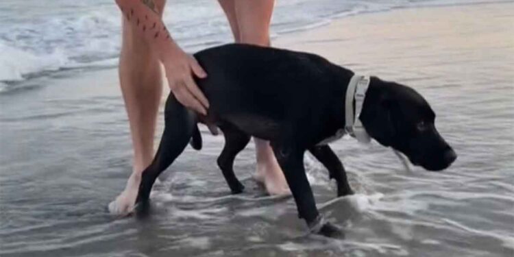 chien voit plage première fois réaction