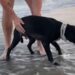 chien voit plage première fois réaction