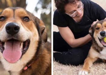 chienne s échappe chez elle retourne endroit aideraient