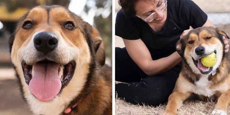 chienne s échappe chez elle retourne endroit aideraient