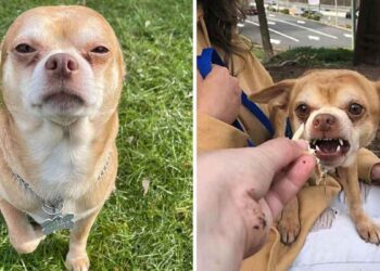 chihuahua recherche foyer permanent déteste tout le monde