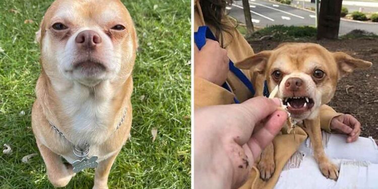 Ce chihuahua recherche foyer permanent, mais déteste presque tout et tout le monde 1 chihuahua recherche foyer permanent déteste tout le monde