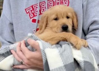 convaincus adoptaient chiot plus calme portée