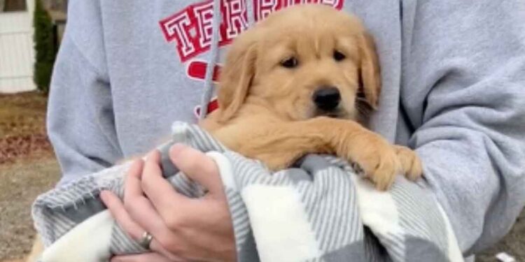 Ils étaient convaincus qu’ils adoptaient le chiot le plus calme de la portée. À la maison, il a montré ses vraies couleurs 1 convaincus adoptaient chiot plus calme portée