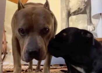 femme adopte 2 pitbulls en détresse