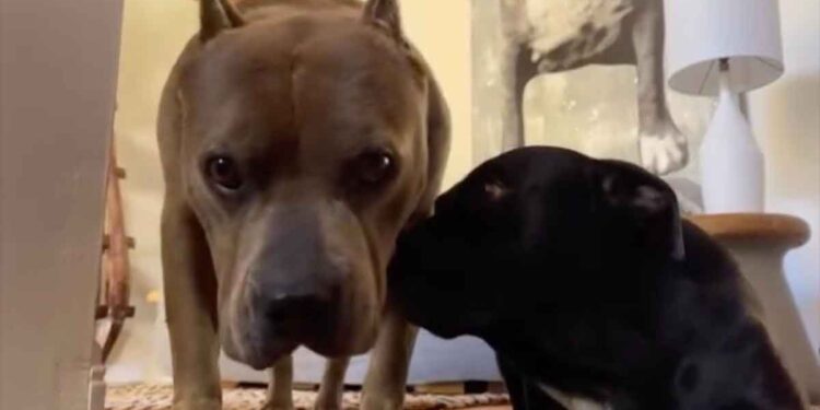 femme adopte 2 pitbulls en détresse