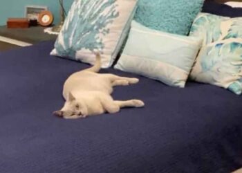 femme reçu appel inhabituel voisins honte chat