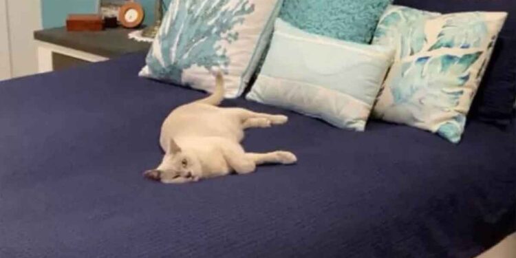 Une femme a reçu un appel inhabituel de ses voisins. Elle n'avait jamais eu aussi honte de son chat 1 femme reçu appel inhabituel voisins honte chat