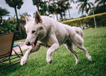 Qu’est-ce que le syndrome de la queue morte ? Ce problème est particulièrement aigu en été 3 syndrome de la queue morte chien