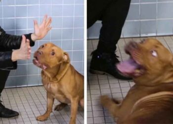 magicien organise spectacle pour chiens refuge