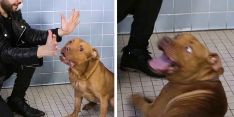 Un magicien organise un spectacle pour chiens dans un refuge et leurs réactions sont inestimables 1 magicien organise spectacle pour chiens refuge