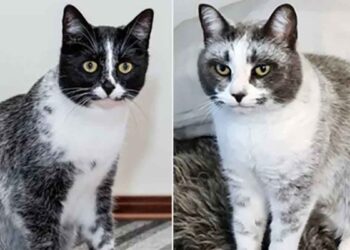 mutation nouveau type chat salmiak réglisse salée