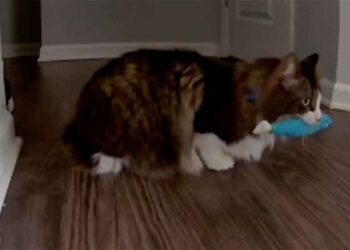 propriétaires vu fait chat pas à la maison