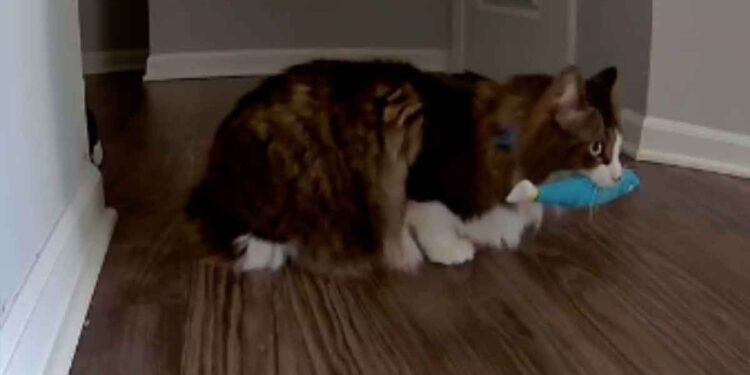 Les propriétaires ont vu ce que fait leur chat lorsqu’ils ne sont pas à la maison. Leurs cœurs se sont brisés 1 propriétaires vu fait chat pas à la maison