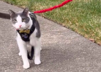 ramène chat endroit trouvé 5 ans