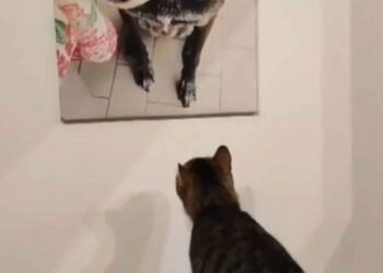 réaction chat portrait ami chien décédé