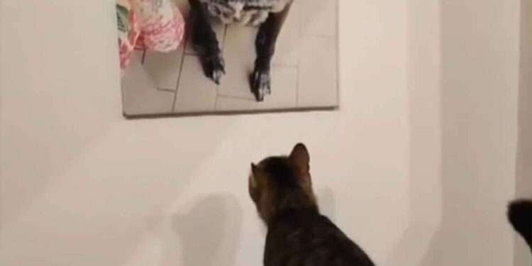 La réaction d'un chat face au portrait d'un ami chien décédé. Cette scène fait bouger la toile 1 réaction chat portrait ami chien décédé