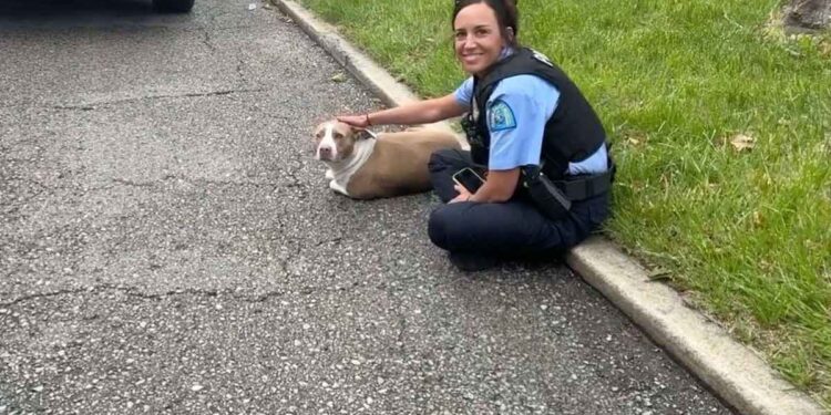 La police a sauvé un chien sur le bord de la route qui implorait de l'aide