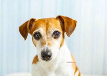 Les chiens deviennent-ils jaloux