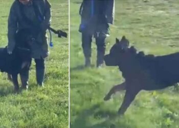 Tout le monde évitait son chien